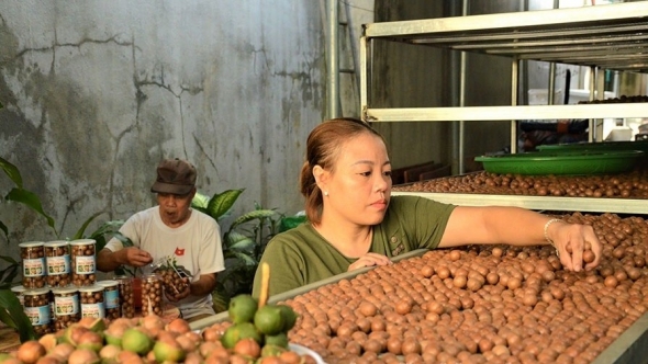 Phát triển cây mắc ca thành cây công nghiệp chủ lực