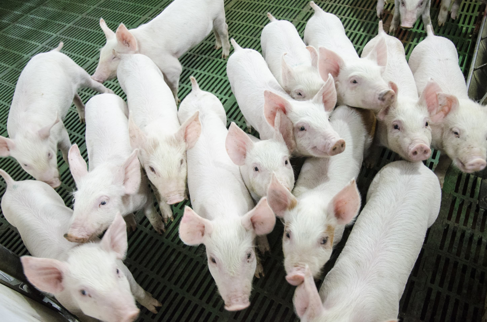 Giá heo hơi hôm nay 27/5/2024: ghi nhận tăng 1.000 - 2.000 đồng/kg ngày đầu tuần