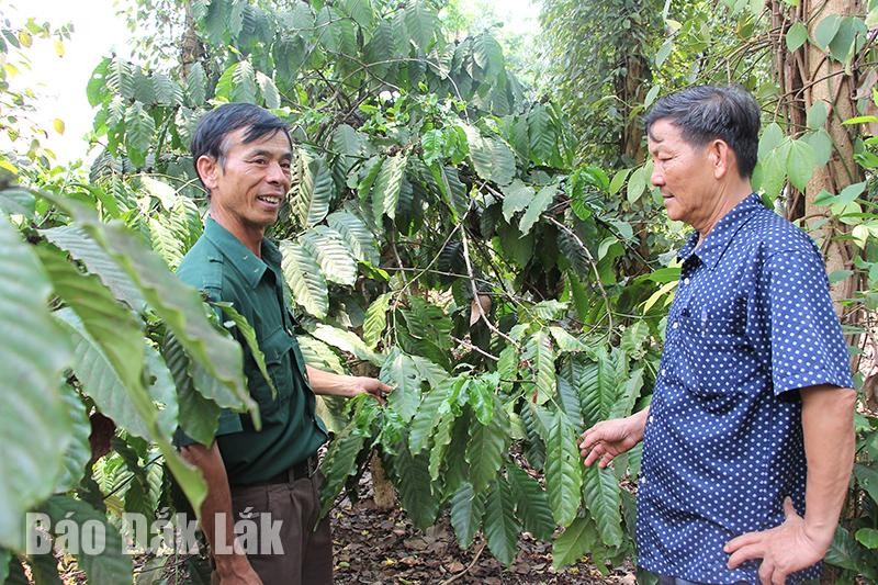 Đắk Lắk: Nâng cao giá trị cà phê bằng canh tác hữu cơ Đắk Lắk: Nâng cao giá trị cà phê bằng canh tác hữu cơ