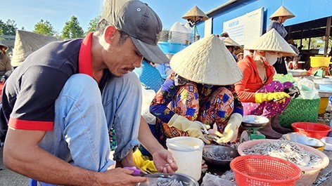 Hậu Giang: Vào mùa cá cơm nước ngọt