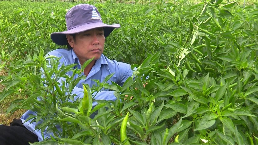 Công nghệ sinh học hỗ trợ đắc lực trong sản xuất nông nghiệp