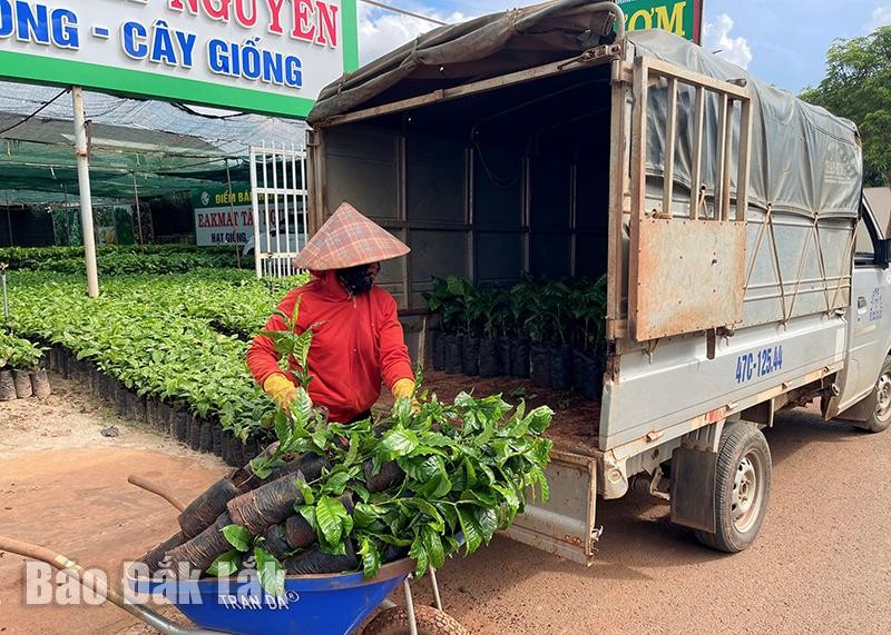 Đắk Lắk: Giá cà phê giống liên tục “nhảy múa” Đắk Lắk: Giá cà phê giống liên tục “nhảy múa”