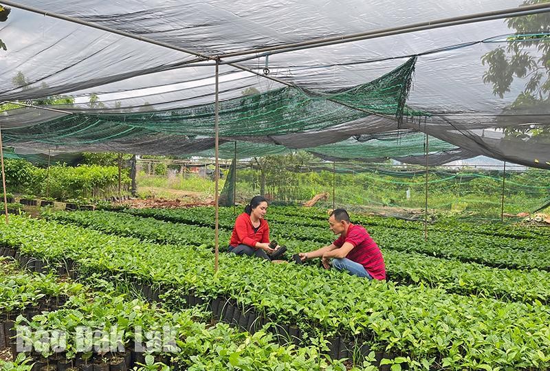 Đắk Lắk: Giá cà phê giống liên tục “nhảy múa” Đắk Lắk: Giá cà phê giống liên tục “nhảy múa”