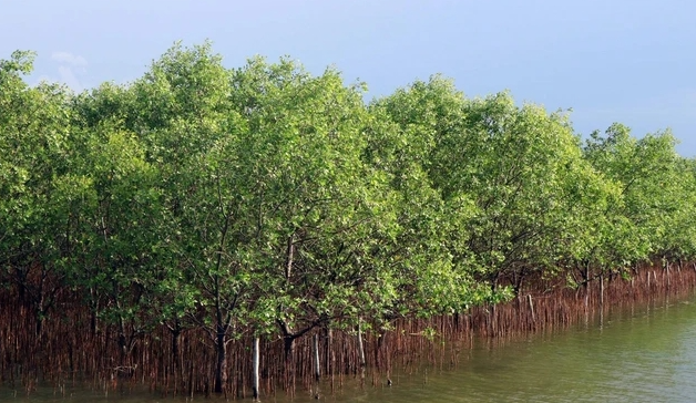 Các dự án khí đốt cản trở quá trình chuyển đổi xanh ở Đông Nam Á