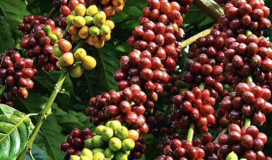 Giá cà phê hôm nay 2/6: Giảm nhẹ