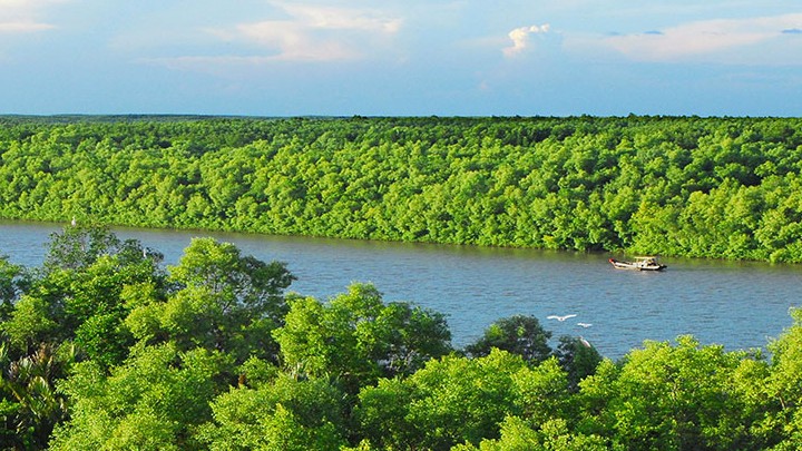 Giải pháp mở rộng quy mô hệ sinh thái carbon xanh