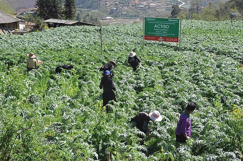 Xây dựng vùng nguyên liệu ổn định cho phát triển công nghiệp dược liệu