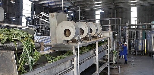 Xây dựng vùng nguyên liệu ổn định cho phát triển công nghiệp dược liệu