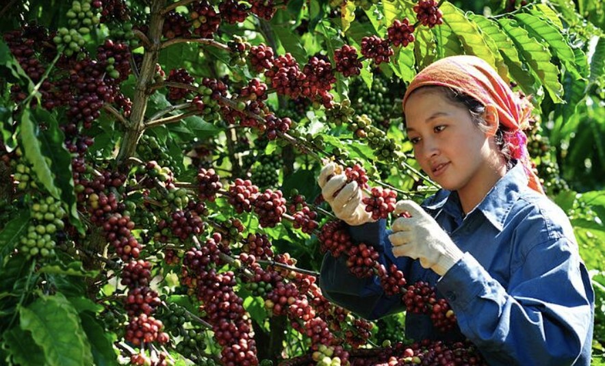 Giá cà phê hôm nay 9/6:  Cao nhất 123.700 đồng/kg