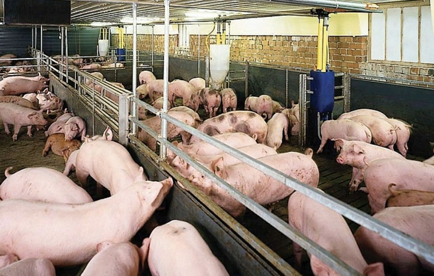 Giá heo hơi hôm nay 9/6: Thị trường ổn định Giá heo hơi hôm nay 9/6: Thị trường ổn định