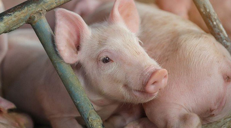 Giá heo hơi hôm nay 10/6/2024: lặng sóng ngày đầu tuần