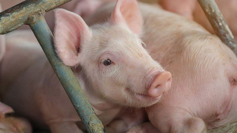 Giá heo hơi hôm nay 10/6/2024: lặng sóng ngày đầu tuần