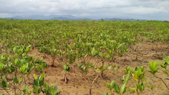 Đẩy mạnh phát triển rừng ngập mặn, hướng tới đưa phát thải ròng về ‘0’