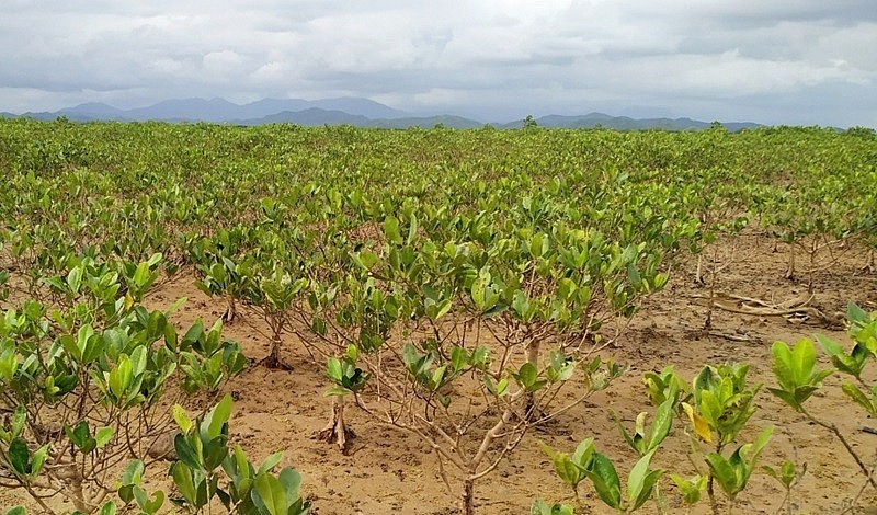 Đẩy mạnh phát triển rừng ngập mặn, hướng tới đưa phát thải ròng về ‘0’