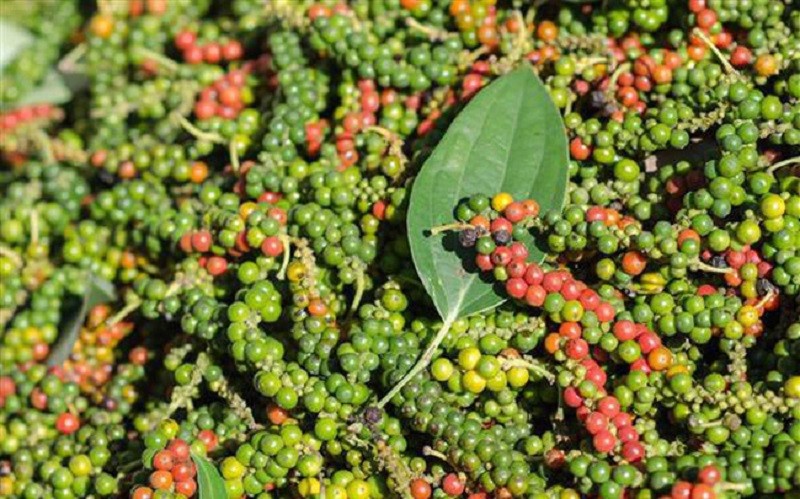 Giá tiêu hôm nay 15/6: Giảm mạnh từ 3.000 - 7.000 đồng/kg