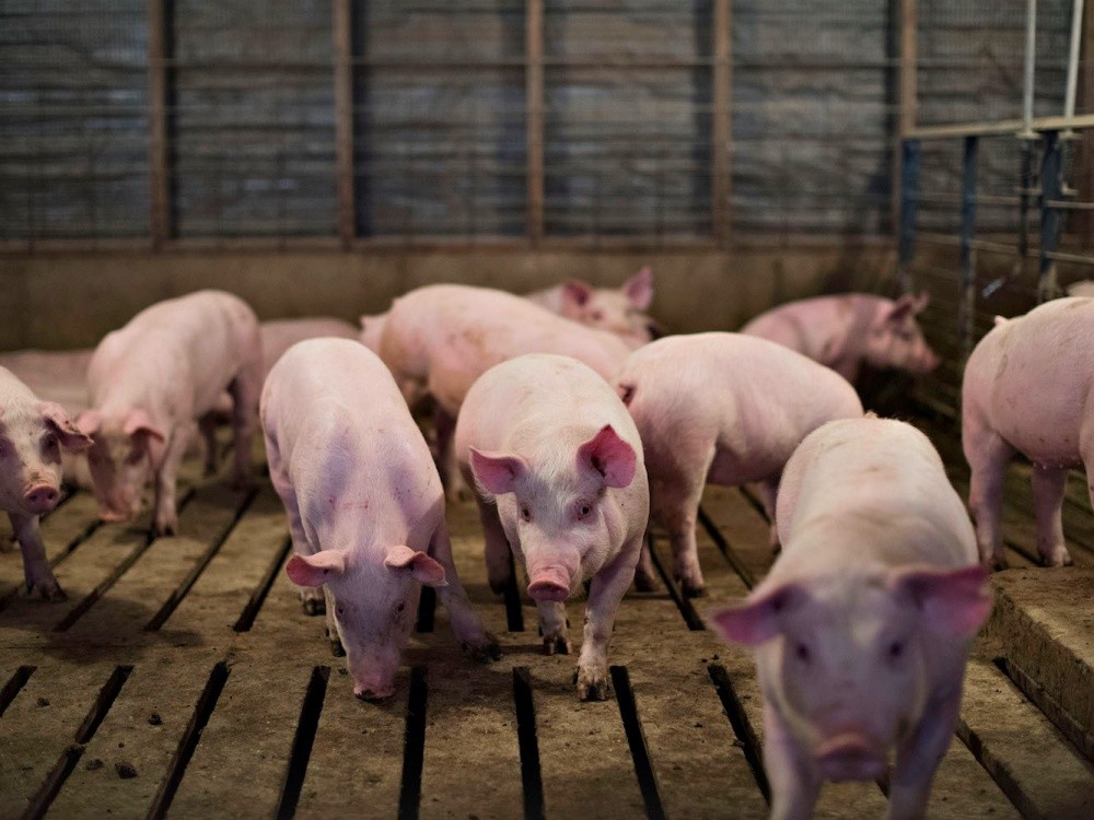 Giá heo hơi hôm nay 18/6: Giảm rải rác ở phía Nam