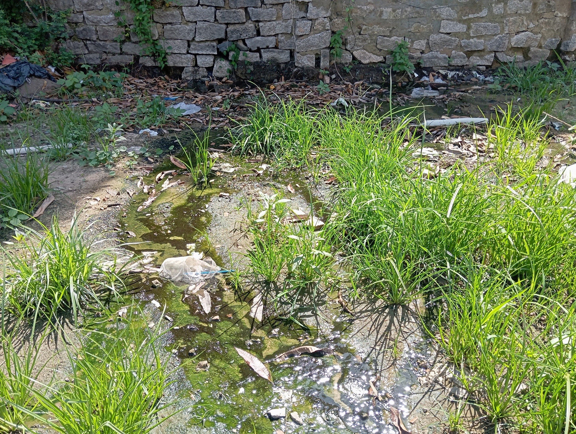 Cảnh nhếch nhác, ô nhiễm giữa lòng thành phố Đà Nẵng Cảnh nhếch nhác, ô nhiễm giữa lòng thành phố Đà Nẵng