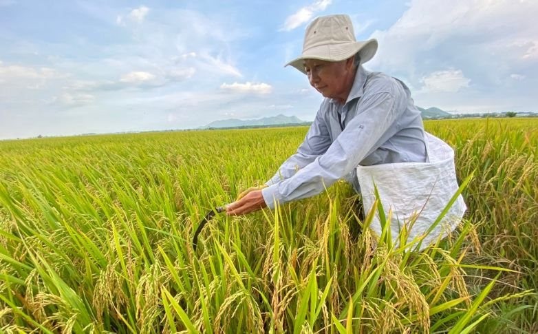 Giảm phát thải khí nhà kính trong trồng lúa - Bài 1: Xu thế và cơ hội