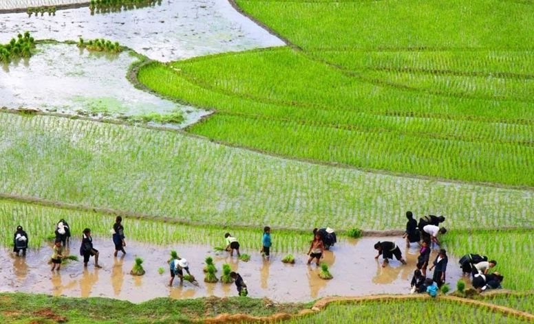 Giảm phát thải khí nhà kính trong trồng lúa - Bài 1: Xu thế và cơ hội