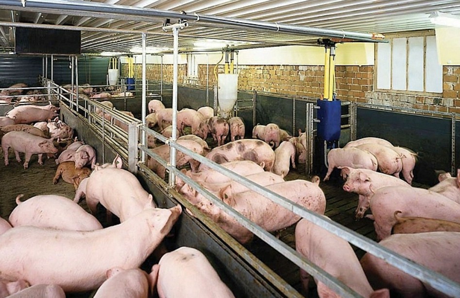 Giá heo hơi hôm nay 22/6: Cao nhất 69.000 đồng/kg