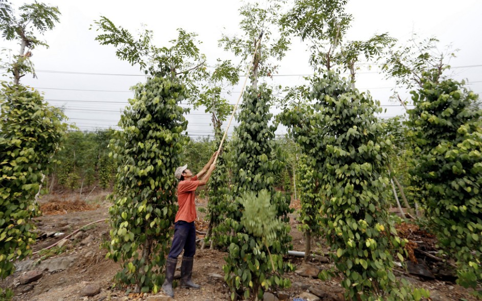 Giá tiêu hôm nay 22/6: Đồng loạt tăng 1.000 đồng/kg