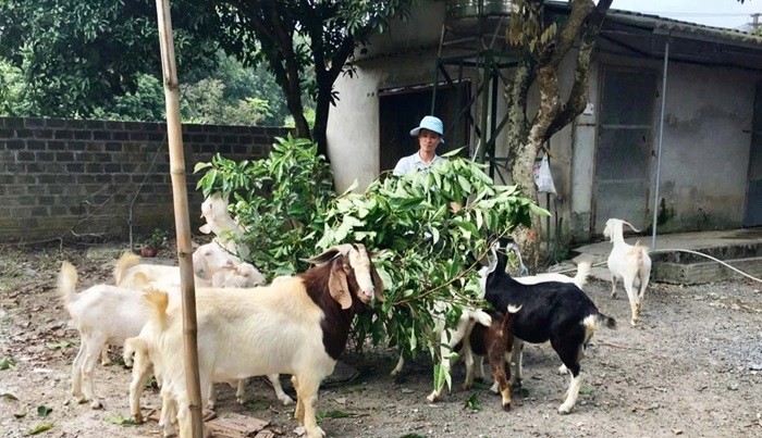 Ngăn ngừa ô nhiễm môi trường từ hoạt động chăn nuôi