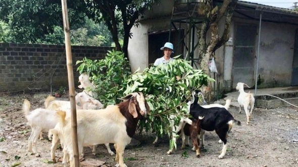 Ngăn ngừa ô nhiễm môi trường từ hoạt động chăn nuôi