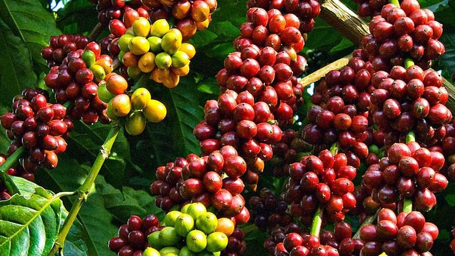 Giá cà phê hôm nay 25/6: Cà phê thế giới tăng mạnh