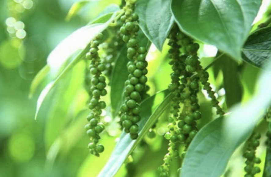 Giá tiêu hôm nay 25/6: Đồng loạt giảm mạnh