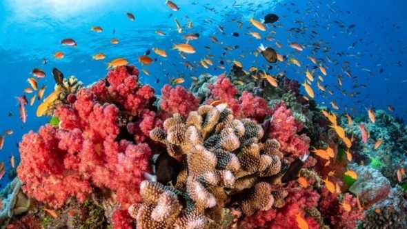 Bảo tồn rạn san hô, Mỹ xóa nợ 35 triệu USD cho Indonesia