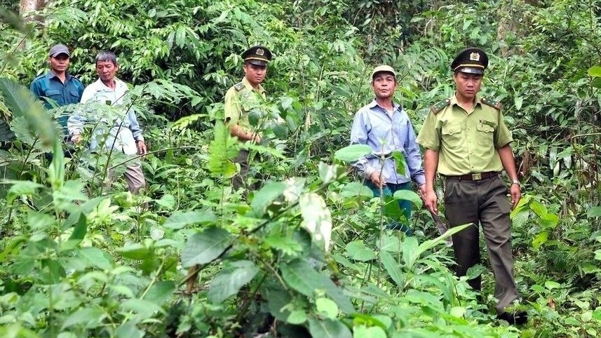 Nghệ An nâng cao hiệu quả triển khai chính sách chi trả dịch vụ môi trường rừng