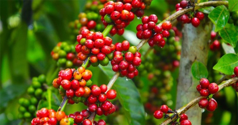 Giá cà phê hôm nay 3/10: Giảm 400 đồng/kg Giá cà phê hôm nay 3/10: Giảm 400 đồng/kg