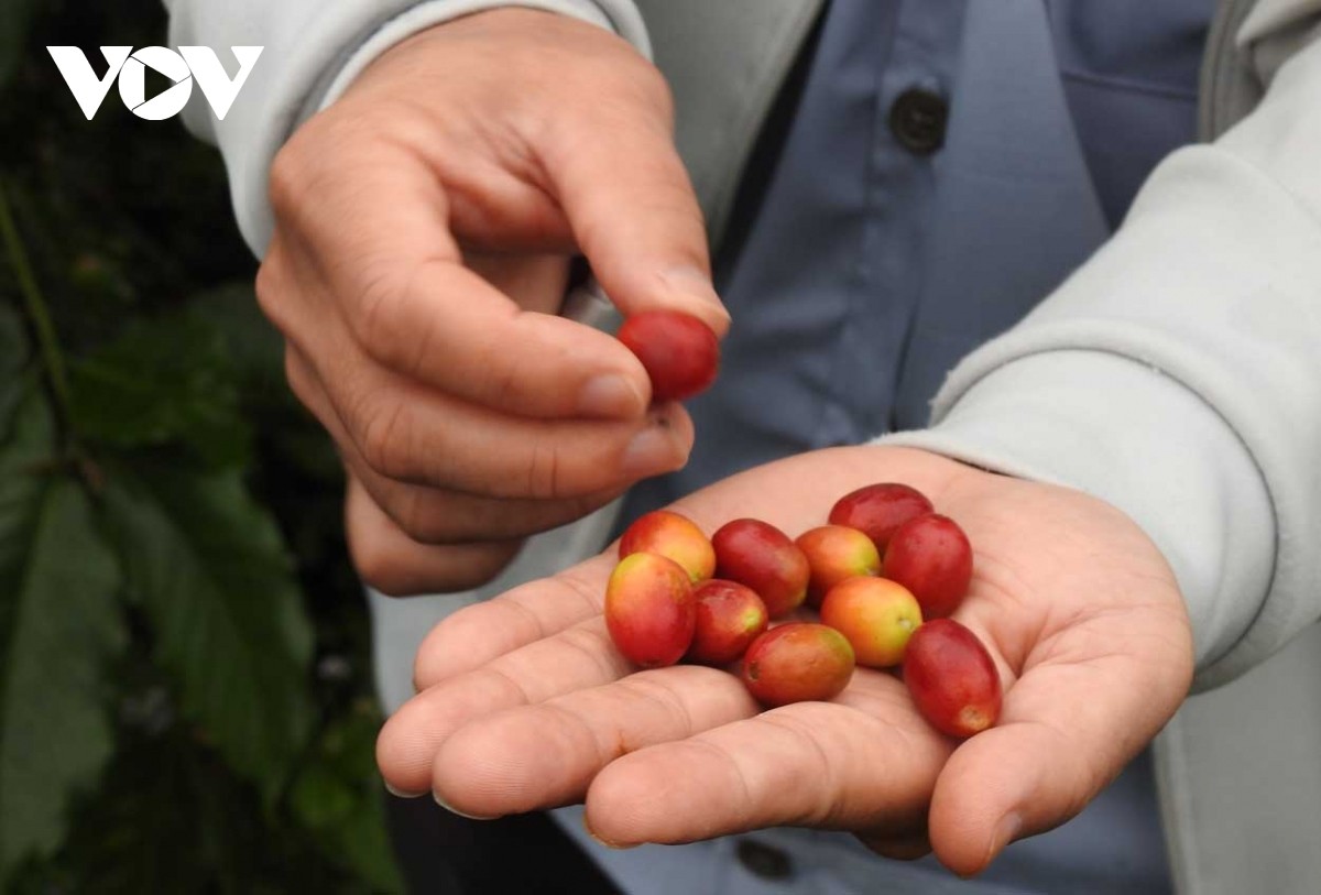 Giá cà phê hôm nay 3/11: Cà phê trong nước giảm 1.200 - 1.300 đồng/kg Giá cà phê hôm nay 3/11: Cà phê trong nước giảm 1.200 - 1.300 đồng/kg
