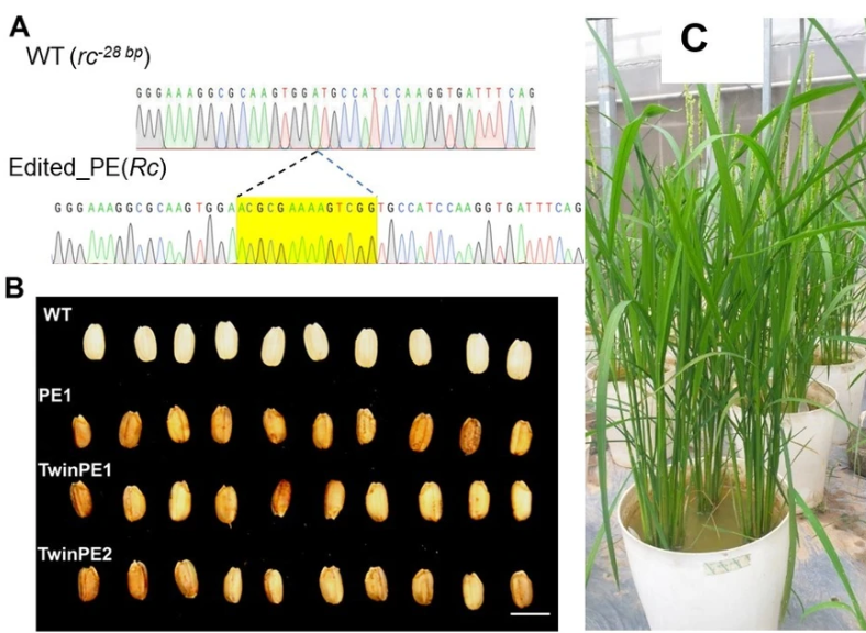 Công nghệ chuyển gen tối ưu trên cây lúa