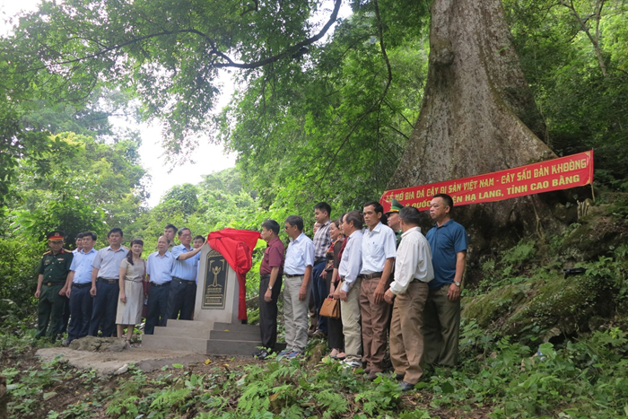 Gần 150 cây cổ thụ đủ tiêu chuẩn công nhận Cây Di sản Việt Nam Gần 150 cây cổ thụ đủ tiêu chuẩn công nhận Cây Di sản Việt Nam