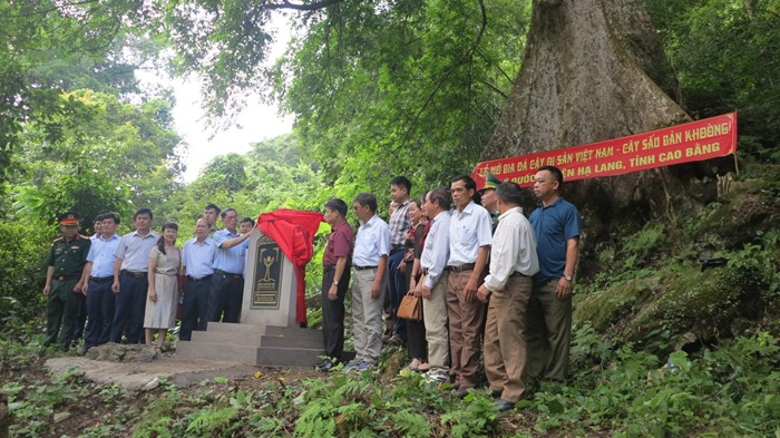 Gần 150 cây cổ thụ đủ tiêu chuẩn công nhận Cây Di sản Việt Nam