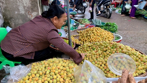 Đặc sản mơ chùa hương vào mùa, "hút" khách Hà thành