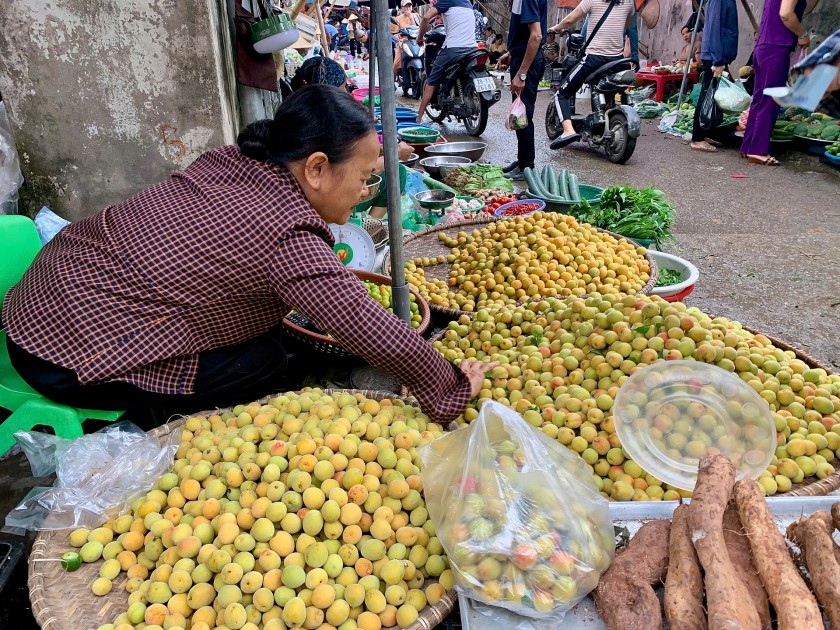 Đặc sản mơ chùa hương vào mùa, "hút" khách Hà thành Đặc sản mơ chùa hương vào mùa, "hút" khách Hà thành