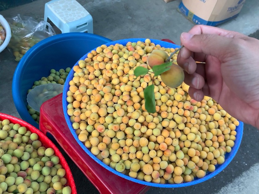 Đặc sản mơ chùa hương vào mùa, "hút" khách Hà thành Đặc sản mơ chùa hương vào mùa, "hút" khách Hà thành