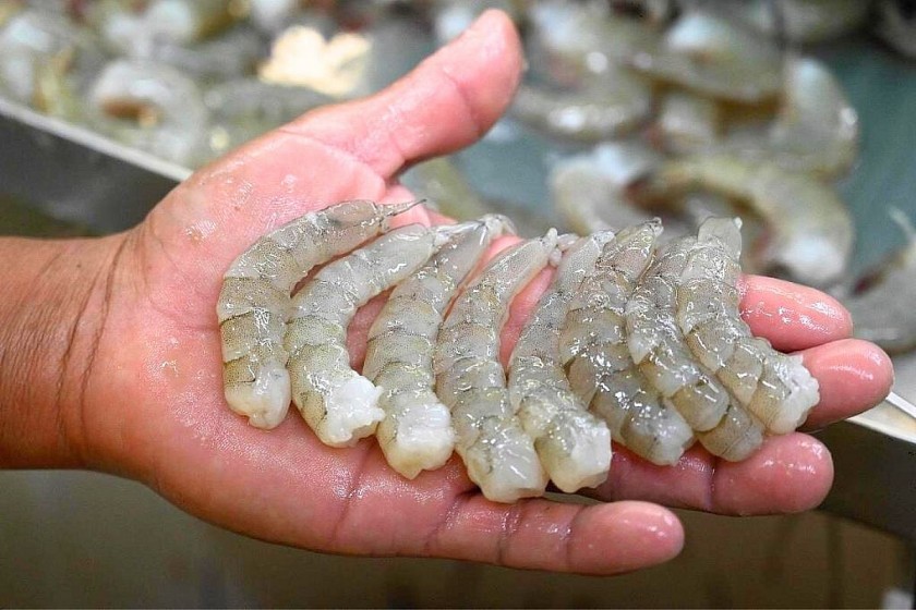 Xuất khẩu tôm Việt Nam quý I/2025: Tín hiệu phục hồi nhưng chưa hết thách thức Xuất khẩu tôm Việt Nam quý I/2025: Tín hiệu phục hồi nhưng chưa hết thách thức