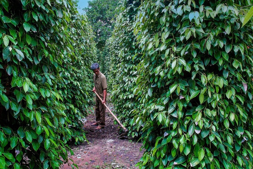 Giá tiêu hôm nay 10/8: Tiếp tục tăng tại nhiều địa phương