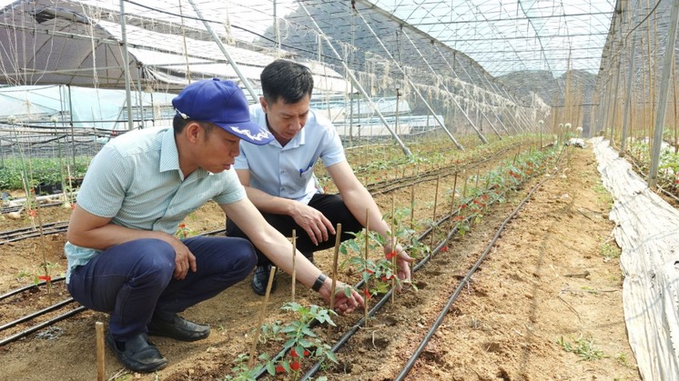 Phú Thọ: Ứng dụng công nghệ tạo chuyển biến tích cực trong nông nghiệp