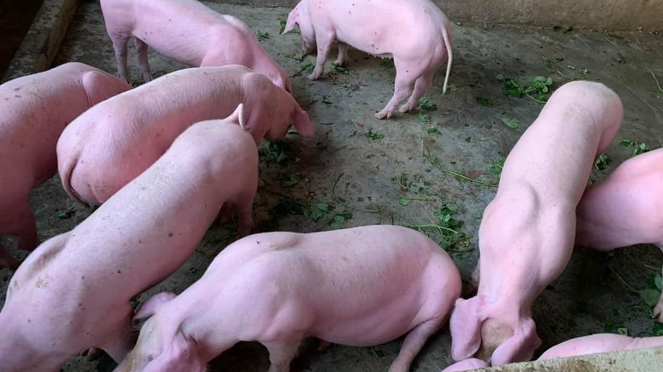 Giá heo hơi hôm nay 25/8: Giữ đà giảm tại khu vực miền Bắc