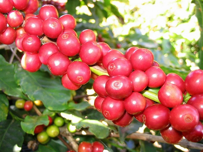 Giá cà phê ngày 28/8: Hai sàn tăng mạnh, Robusta vượt mốc 5.000 USD/tấn