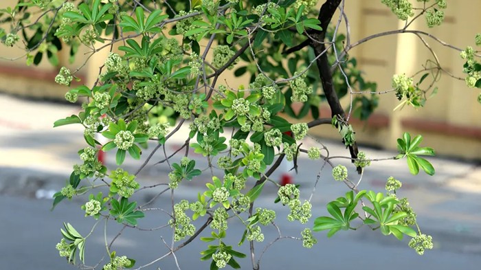 Không khí lạnh có thể đến sớm