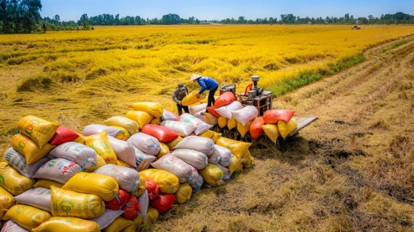 Xuất khẩu gạo Việt Nam: Chủ động thị trường, nâng tầm giá trị