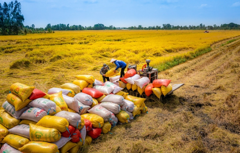 Xuất khẩu gạo Việt Nam: Chủ động thị trường, nâng tầm giá trị Xuất khẩu gạo Việt Nam: Chủ động thị trường, nâng tầm giá trị