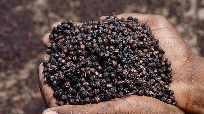 Giá tiêu hôm nay 15/9: Trong nước dao động từ 148.000 đến 151.000 đồng/kg Giá tiêu hôm nay 15/9: Trong nước dao động từ 148.000 đến 151.000 đồng/kg