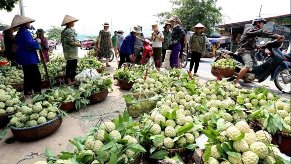 Nông dân Lạng Sơn thu nhập cao từ cây ăn quả