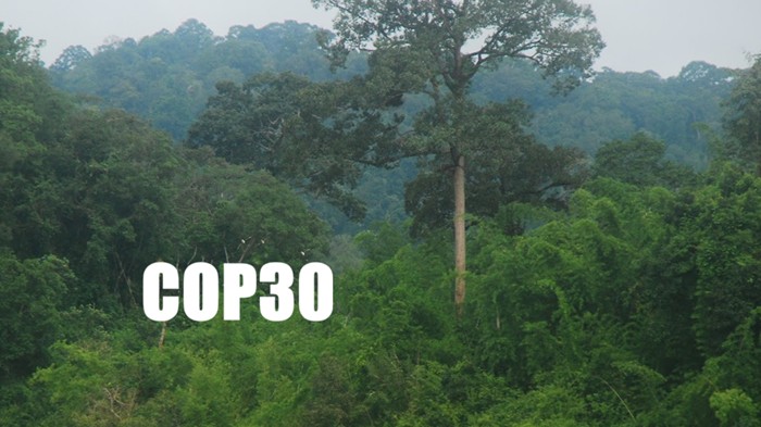 COP30: Việt Nam luôn ưu tiên bảo vệ và phục hồi các hệ thống carbon xanh